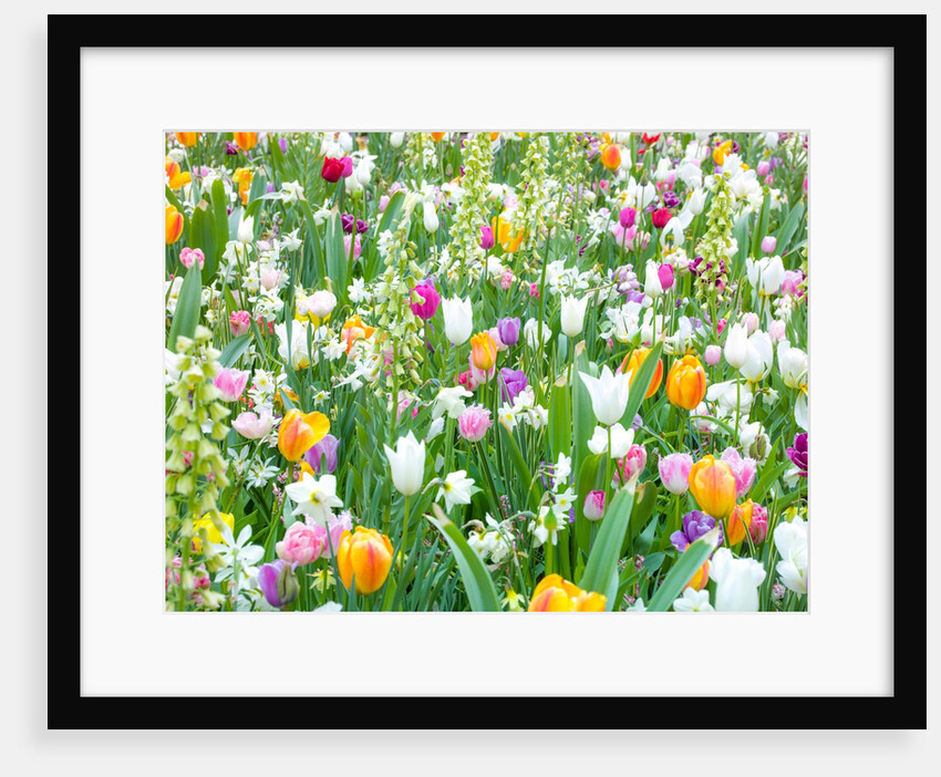 Colorful Tulip flowers by Assaf Frank